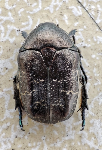 Copper Chafer photo 2
