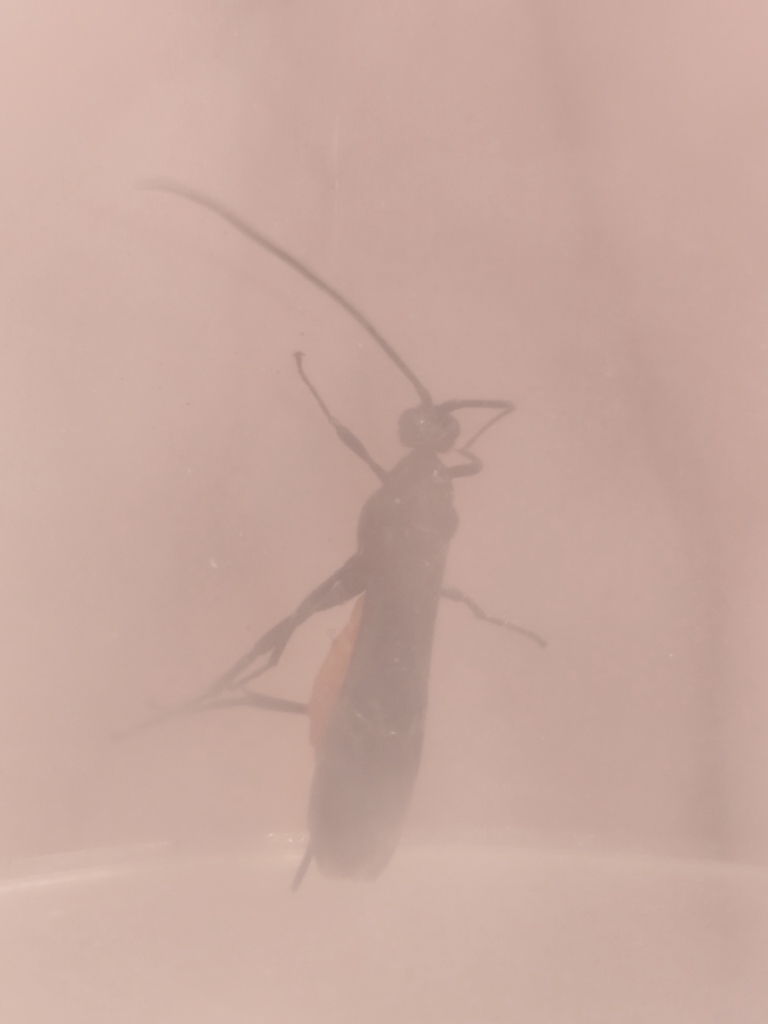 Atanycolus genalis