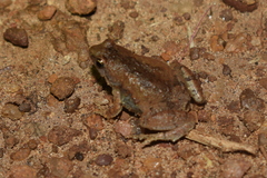 Microhyla nilphamariensis