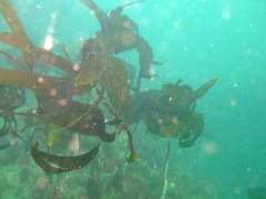 Laminaria hyperborea