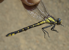 Phanogomphus kurilis