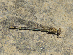 Argia emma