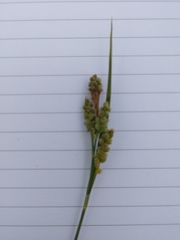 Carex garberi