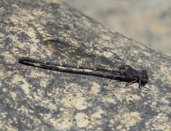 Argia lugens