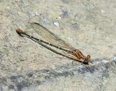 Argia lugens
