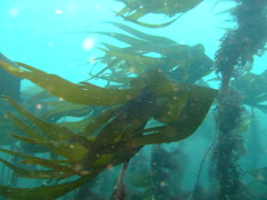 Laminaria hyperborea