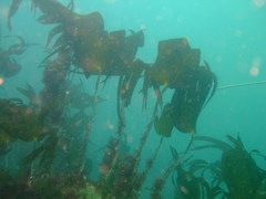 Laminaria hyperborea