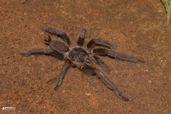 Chilobrachys