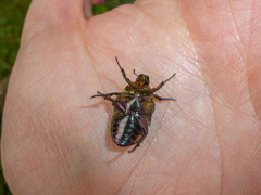 Cetonia aurata