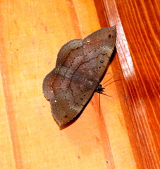 Hemeroblemma malitiosa