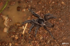 Chilobrachys