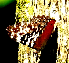 Hamadryas fornax