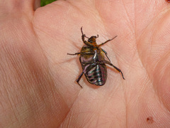 Cetonia aurata