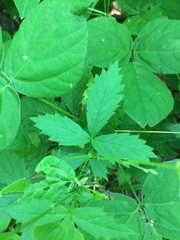 Hylodesmum pauciflorum