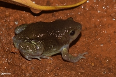 Uperodon globulosus