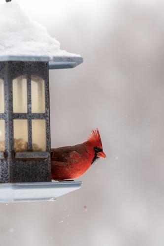 Northern Cardinal photographed in West Virginia