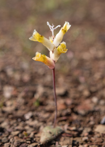 Lachenalia trichophylla