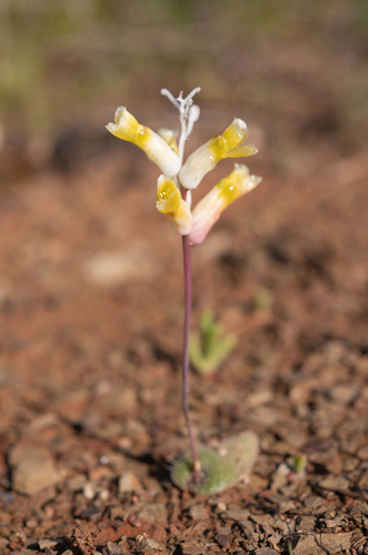 Lachenalia trichophylla