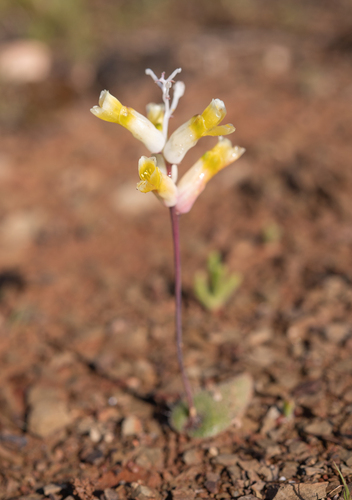 Lachenalia trichophylla