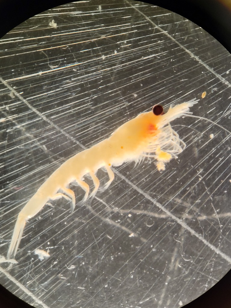 Euphausia krohnii