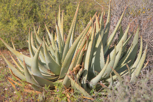 Vanrhynsdorp aloe (Aloe falcata)