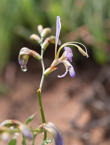 Babiana sinuata