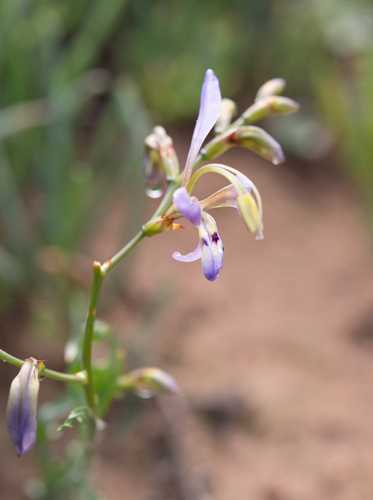 Babiana sinuata