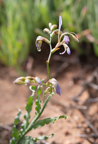 Babiana sinuata