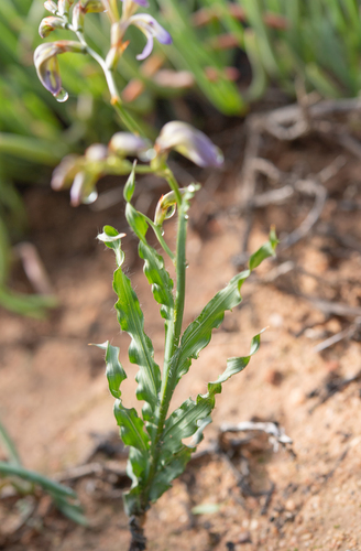 Babiana sinuata