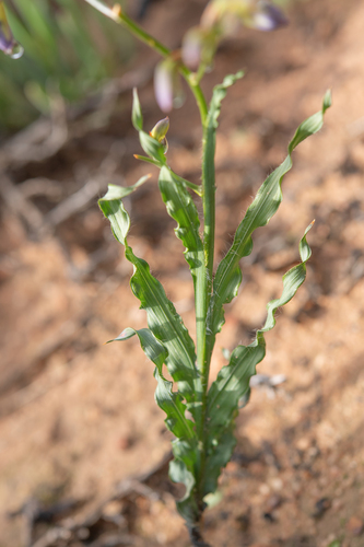 Babiana sinuata
