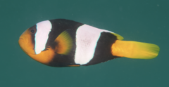 Brown Clownfish photo 1