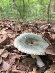 Virescentinae