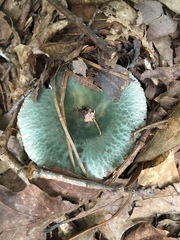 Virescentinae