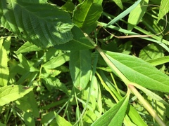 Silphium asteriscus trifoliatum