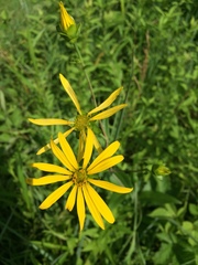 Silphium asteriscus trifoliatum
