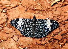 Hamadryas amphinome amphinome