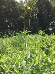 Silphium asteriscus trifoliatum