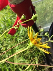 Silphium asteriscus trifoliatum