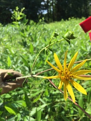 Silphium asteriscus trifoliatum