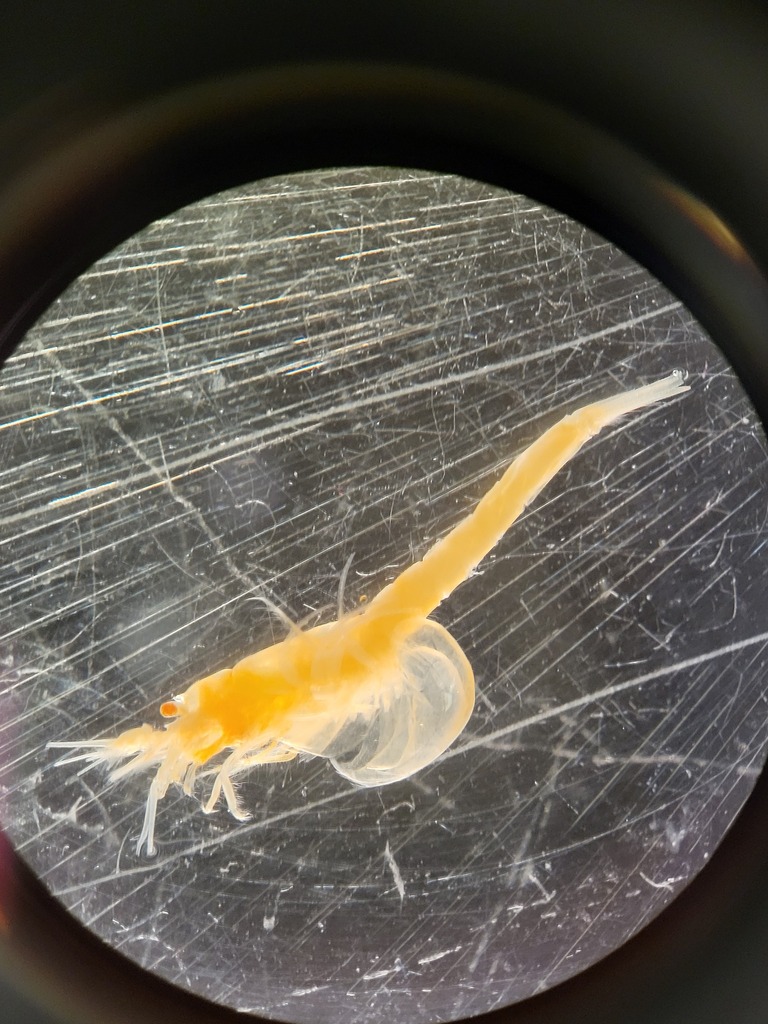 Boreomysis microps