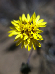 Lessingia germanorum