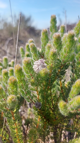 Serruria brownii, photograph 1