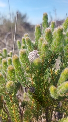 Serruria brownii, photograph (c) Jacques van der Merwe, some rights reserved (CC BY-SA)
