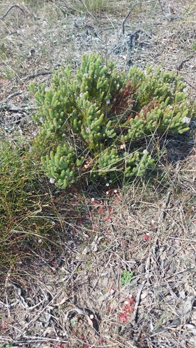 Serruria brownii, photograph 2