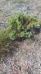 Serruria brownii, photograph (c) Jacques van der Merwe, some rights reserved (CC BY-SA)