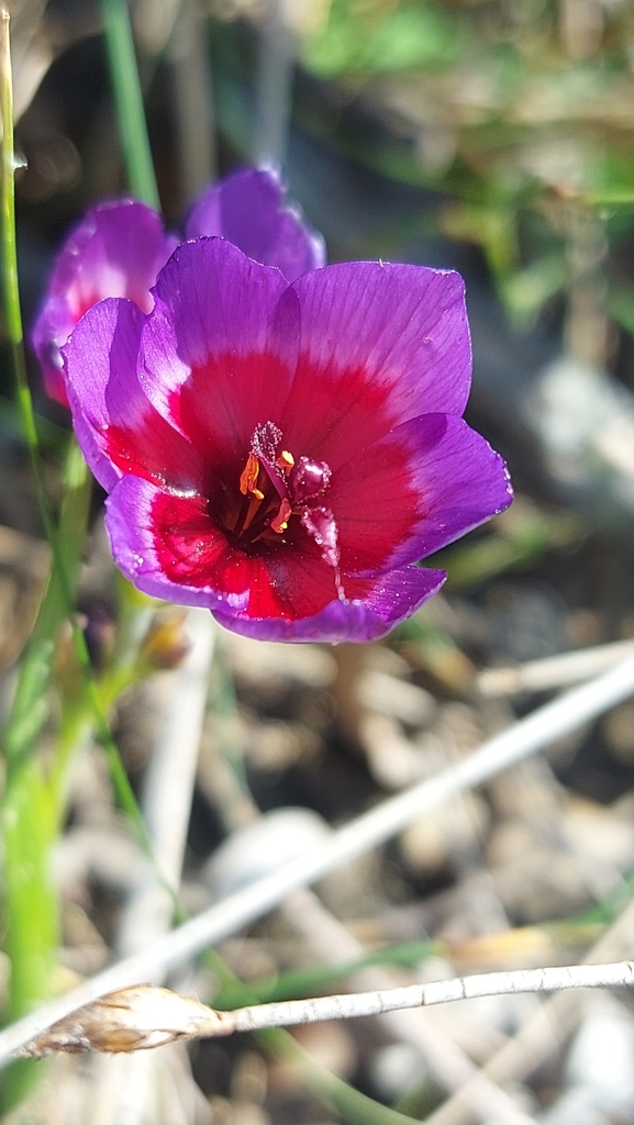 Geissorhiza eurystigma, Swartland Local Municipality, South Africa