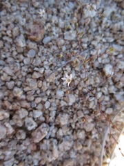 Nemacladus parikhiae