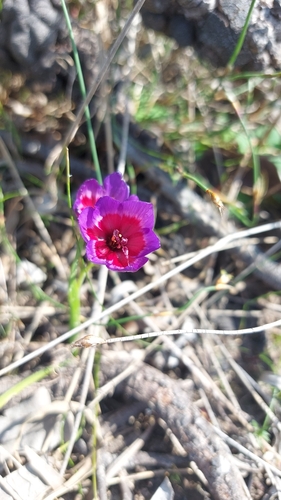 Geissorhiza eurystigma