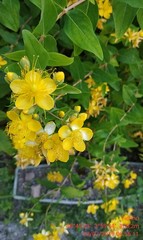 Hypericum inodorum
