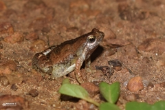 Microhyla nilphamariensis